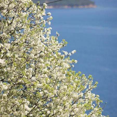 公寓式酒店 Fiorella Sea View